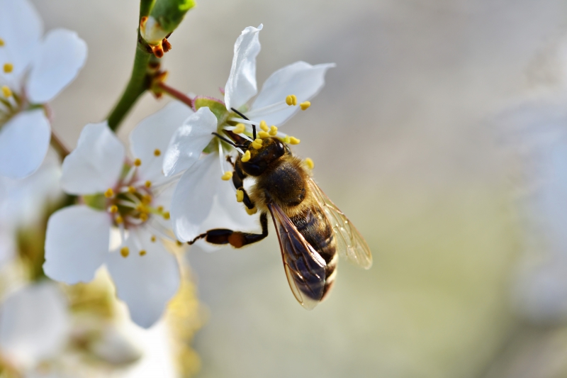 jardinerie-DURANUS-min_bee-4092986